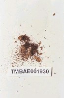 藏品(四齒苔)的圖片